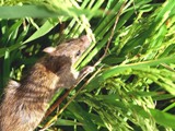 rice field rat